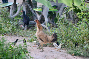 Hen with chicks on ground in garden.