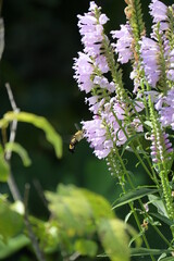 オオスカシバと花虎の尾