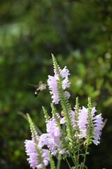 オオスカシバと花虎の尾