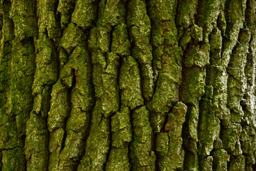 green trees in the forest behind the farm