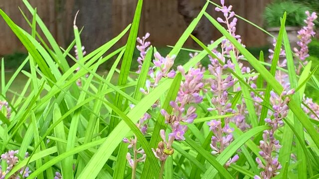 A close-up of a bee bee pollinating tall purple flowers in grass.