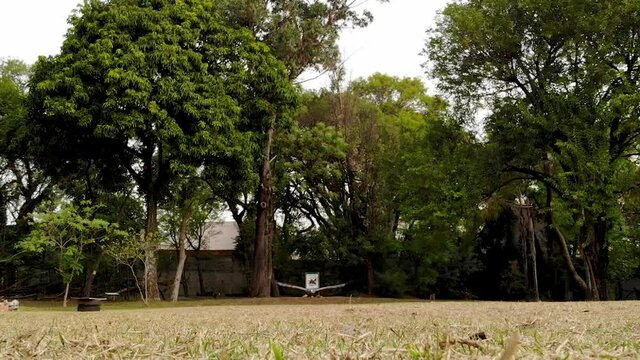 Eagle passing over the camera, slow motion