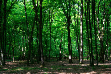 Obraz premium green trees in the forest behind the farm