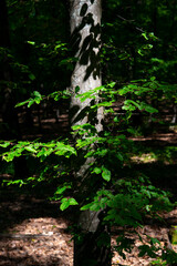 green trees in the forest behind the farm