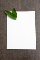 leaf on blank paper