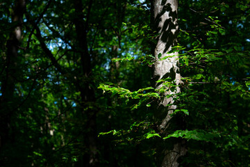 green trees in the forest behind the farm