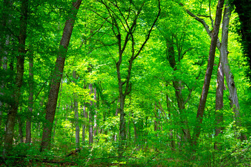 Fototapeta na wymiar green trees in the forest behind the farm