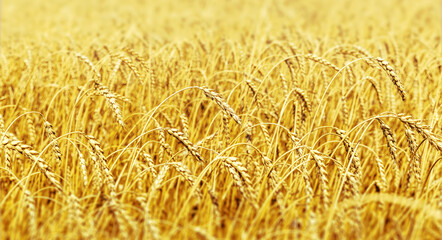 Field of wheat at sunny day
