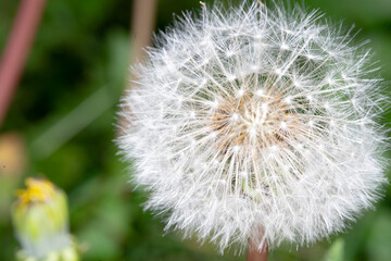white, lonely, blooming dandelion macro