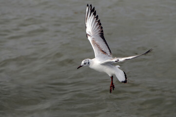 Bird flies over the sea.  Gull hunting down fish