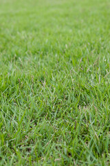 green grass background texture