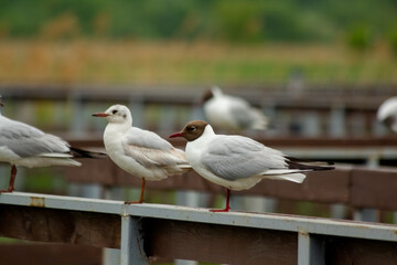 Black-headed Gull (Larus ridibundus). Seagulls are sitting on the railing