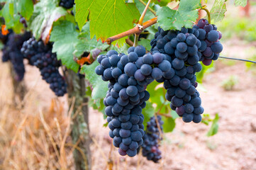 Trauben im Spätsommer im Elsass