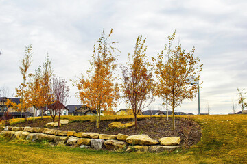 Trees with brown leaves in fall at a public park