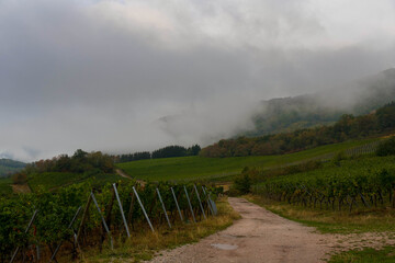 Blick auf die Ortenbourg bei Dieffenthal im Elsass im Spätsommer