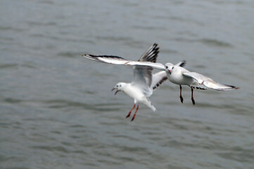 Fototapeta na wymiar Bird flies over the sea. Flying seagulls, Gull hunting down fish
