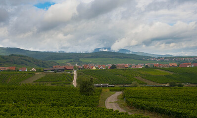 Naklejka premium Weinberge um Blienschwiller im Elsass