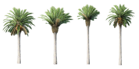  Collection of beautiful 3D canary palm tree isolated on white background © Keyframe's