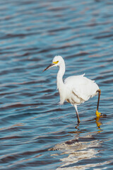 Beautiful white bird in lake