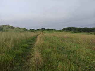 green grass and clouds