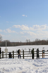 鶴居伊藤タンチョウサンクチュアリ