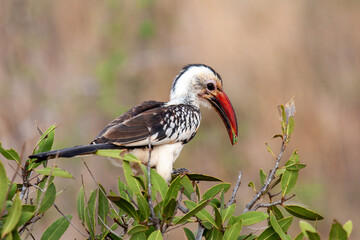 africa safari kenya and tanzania