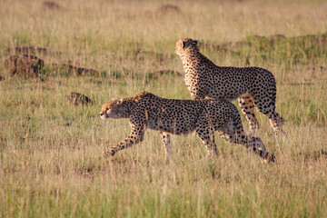 africa safari kenya and tanzania