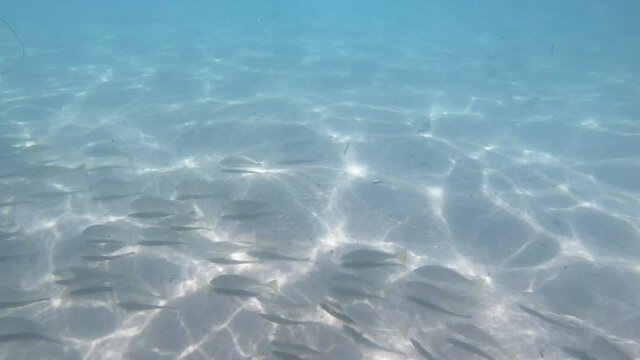 School of Fish Swimming in Shallow water