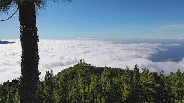Aerial shot of a view from Pico de Teide on Canary Islands through cycas trees and a heavy cloud inversion below the mountains and forests under a clear blue sky. Cloud inversion on a sunny day 4K.