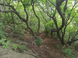 trail