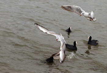 Bird flies over the sea. Flying seagulls, Gull hunting down fish
