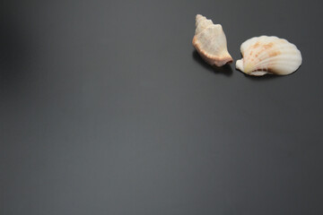 sea shell on a black background