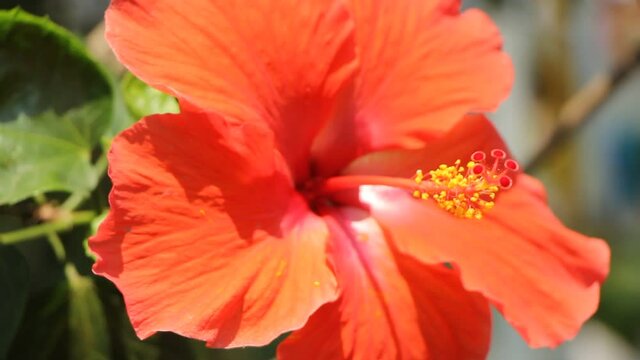 Red Hibiscus rosa-sinensis
