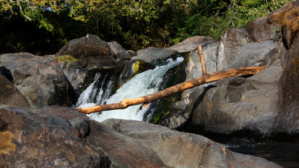 Falling tree on falling water
