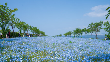 大阪まいしまシーサイドパーク ネモフィラ