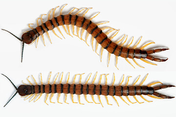 Centipede on white background. Top view of Scolopendra morsitans on white.
