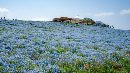大阪まいしまシーサイドパーク ネモフィラ