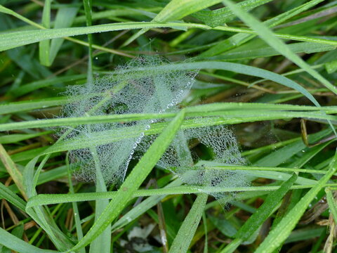 Spinnennetz mit Wassertropfen