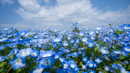 大阪まいしまシーサイドパーク ネモフィラ