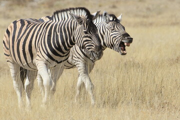 Zebras walking together at Etosha National Park