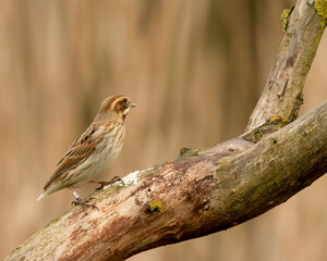 Female Reed Bunting (Emberiza schoeniclus) looking towards right perched on branch with autumn tones blurred background