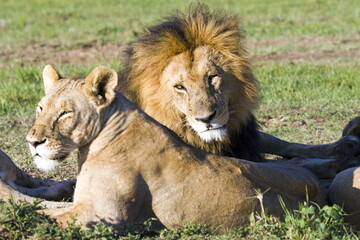 Blacky, an iconic Kenyan male lion resting beside one of his lioness at morning time after heavy dinner. 