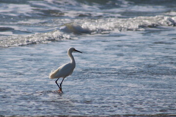 Egret at Ocean Beach