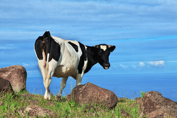 Rapa Nui. The cow in Rano Kau volcano, Rapa Nui, Easter Island, Chile