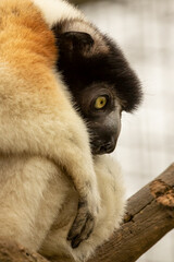 Crowned Sifaka Lemur, Propithecus coronatus, increasingly rare lemur from Madgascar peering towards right