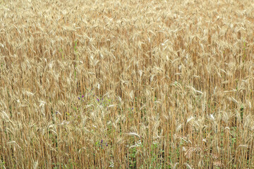 Cereal plants before harvest in summer time