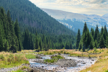 Obraz premium Mountain landscape. Fir forests on the mountain slope, a river with clear water