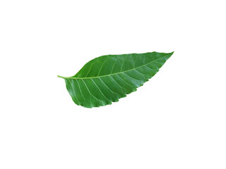 Siamese neem leaves, Neem leaves isolated on white background.