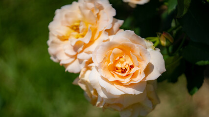 薔薇