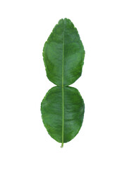 Fototapeta premium Kaffir lime leaves (Citrus hystrix,Rutaceae),(front side leaf) isolated on white background. Medicinal plants,Thai herb.